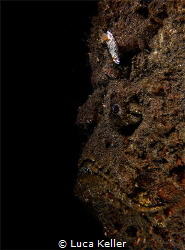 A Stonefish with a Nudibranch marching over its forehead
 by Luca Keller 